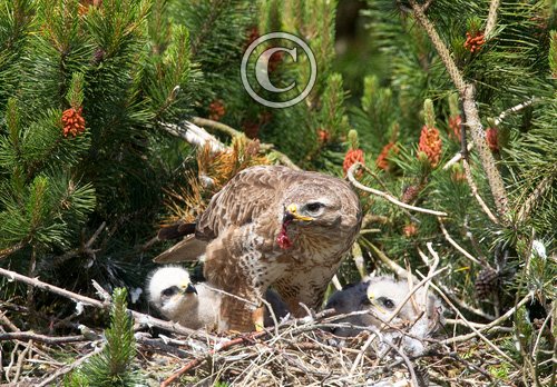 Common Buzzard with Chicks DM0455